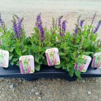 Šalvia hájna (Salvia nemorosa) ´SENSATION BLUE´ - výška 15-25 cm, kont. P13